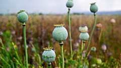 Granja de amapolas