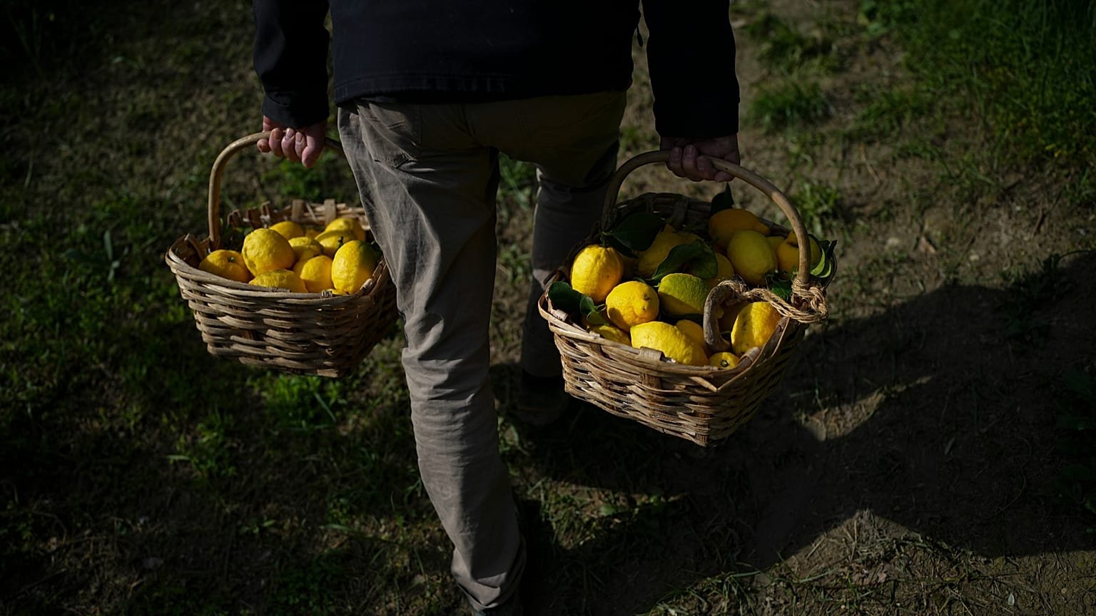 FILE: A worker carries baskets full of lemons at a lemon farm in Menton, 1 March 2024