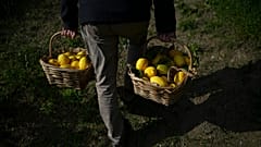 FILE: A worker carries baskets full of lemons at a lemon farm in Menton, 1 March 2024