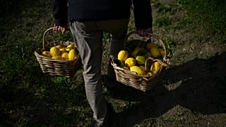 FILE: A worker carries baskets full of lemons at a lemon farm in Menton, 1 March 2024