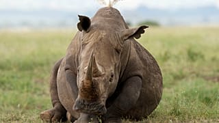 A black rhino is seen at Nairobi National Park, on the outskirts of Nairobi.
