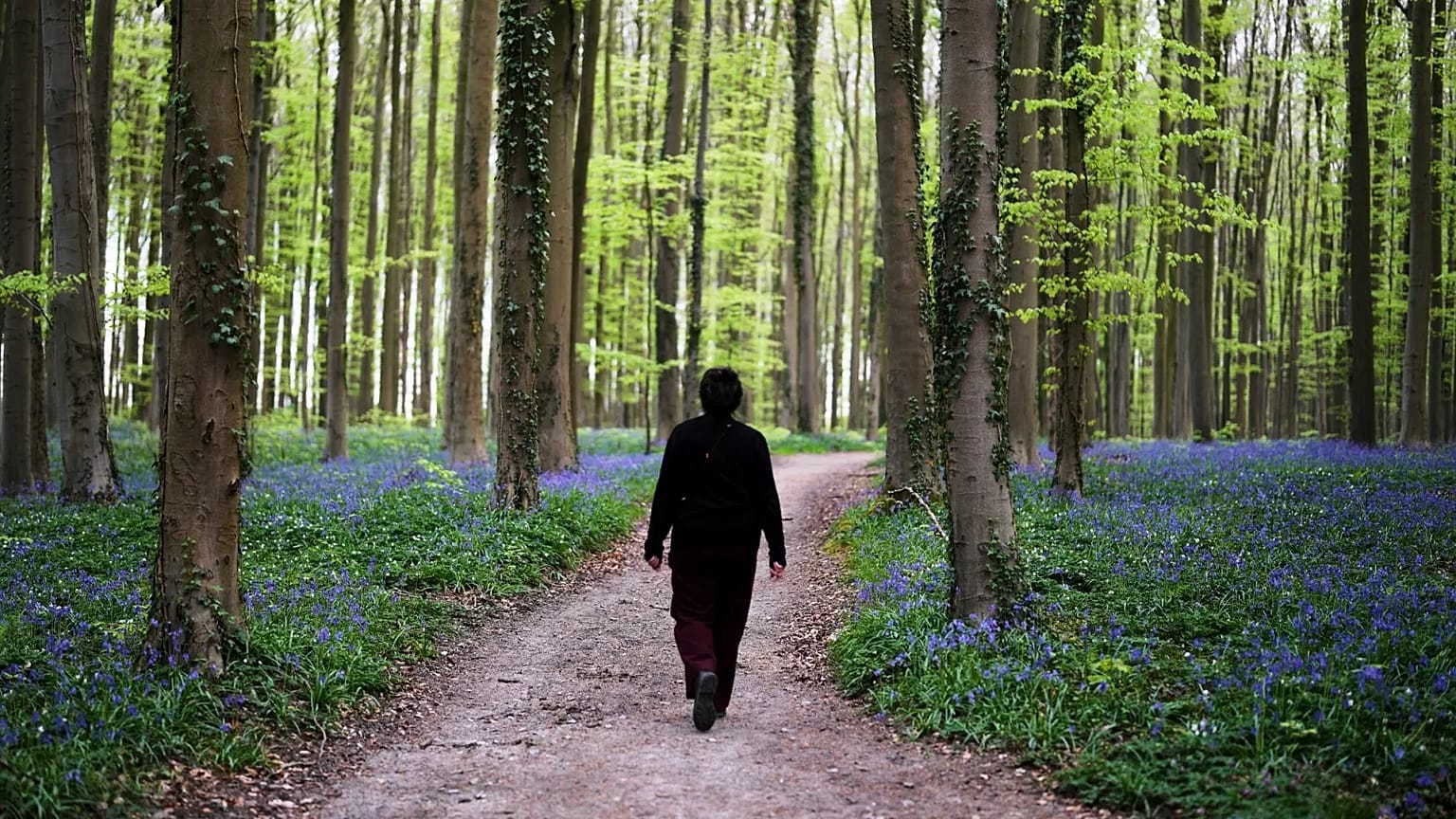 Egy nő sétál a kékcsengőkkel, más néven vad jácintokkal tarkított ösvényen a Hallerbos erdőben, Brüsszeltől délre, Belgiumban, 2025. április 22-én.