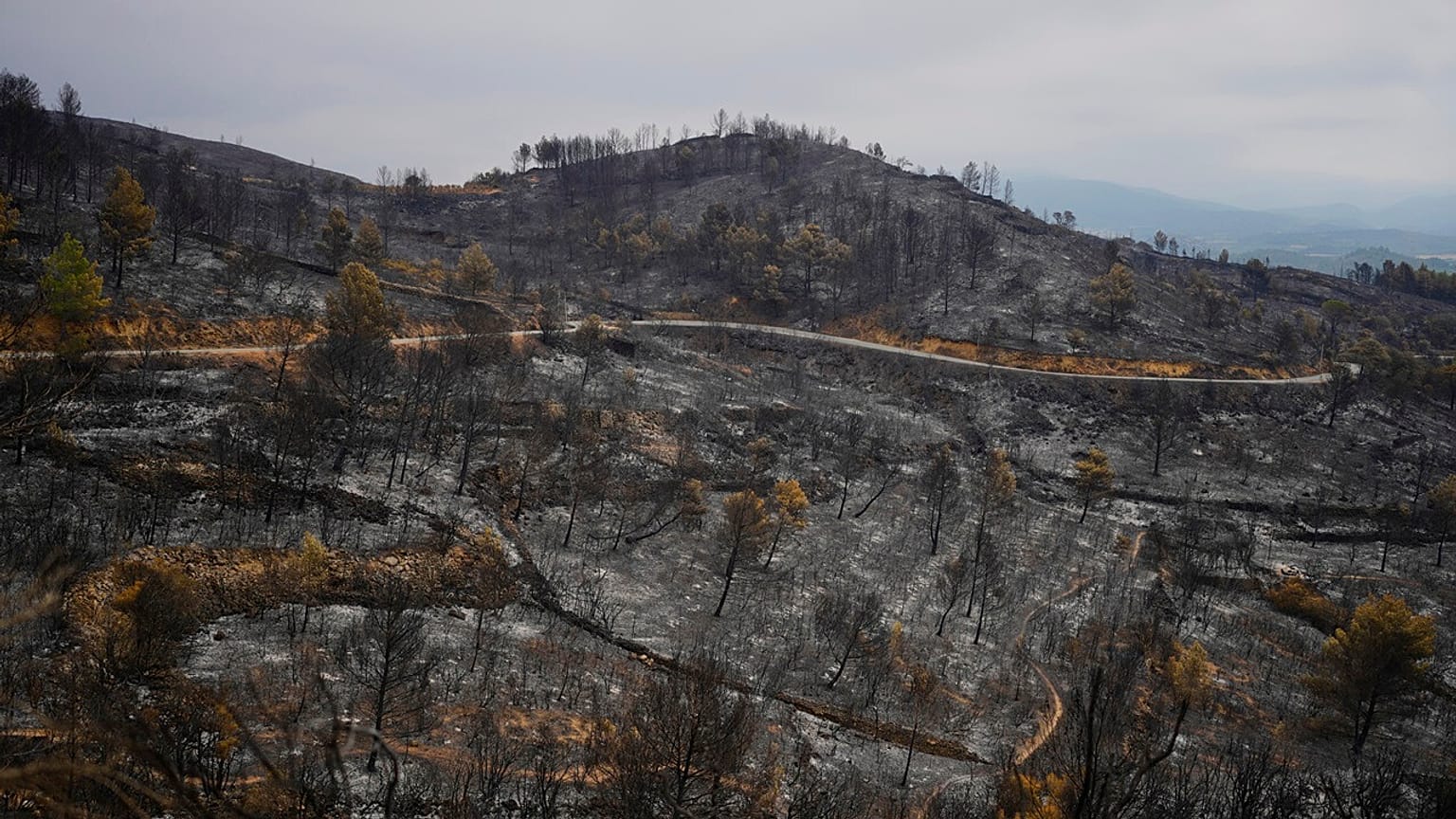Árvores queimadas durante o maior incêndio florestal em França das últimas décadas em Fontjoncouse, no sul de França, sexta-feira, 8 de agosto de 2025.