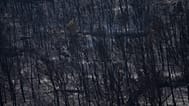 Burned trees are pictured during one of the largest wildfire in decades in Fontjoncouse, southern France, Friday, Aug.8, 2025