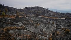 Verbrannte Bäume während des größten Waldbrandes in Frankreich seit Jahrzehnten in Fontjoncouse, Südfrankreich, Freitag, 8. August 2025.