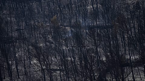 Καμένα δέντρα καταγράφονται στη Φοντζονκούζ, στη νότια Γαλλία, κατά τη διάρκεια μιας από τις μεγαλύτερες πυρκαγιές των τελευταίων δεκαετιών, 8 Αυγούστου 2025