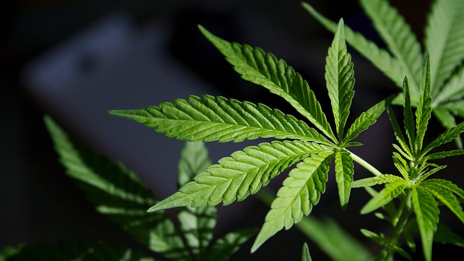Marihuána (kannabisz) levelek