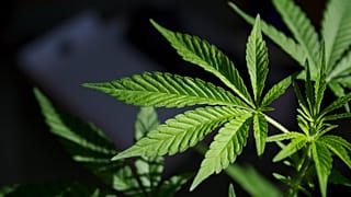 Marihuána (kannabisz) levelek