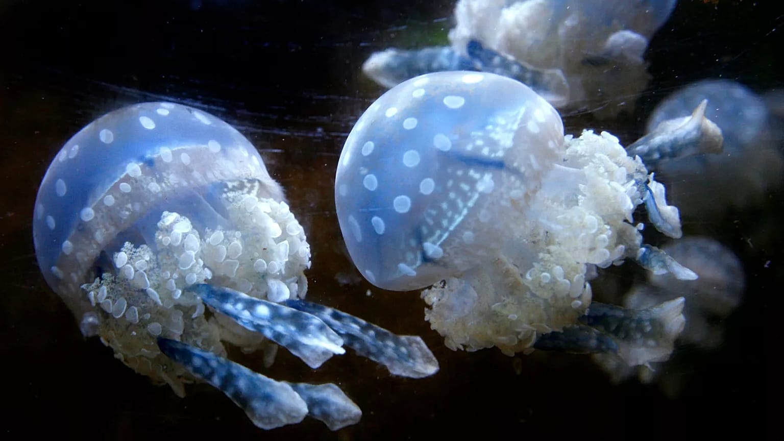 Spotted jellyfish in their tank before they're displayed in the "Hot Pink Flamingos" exhibit at the Monterey Bay Aquarium in Monterey, 16 March, 2010