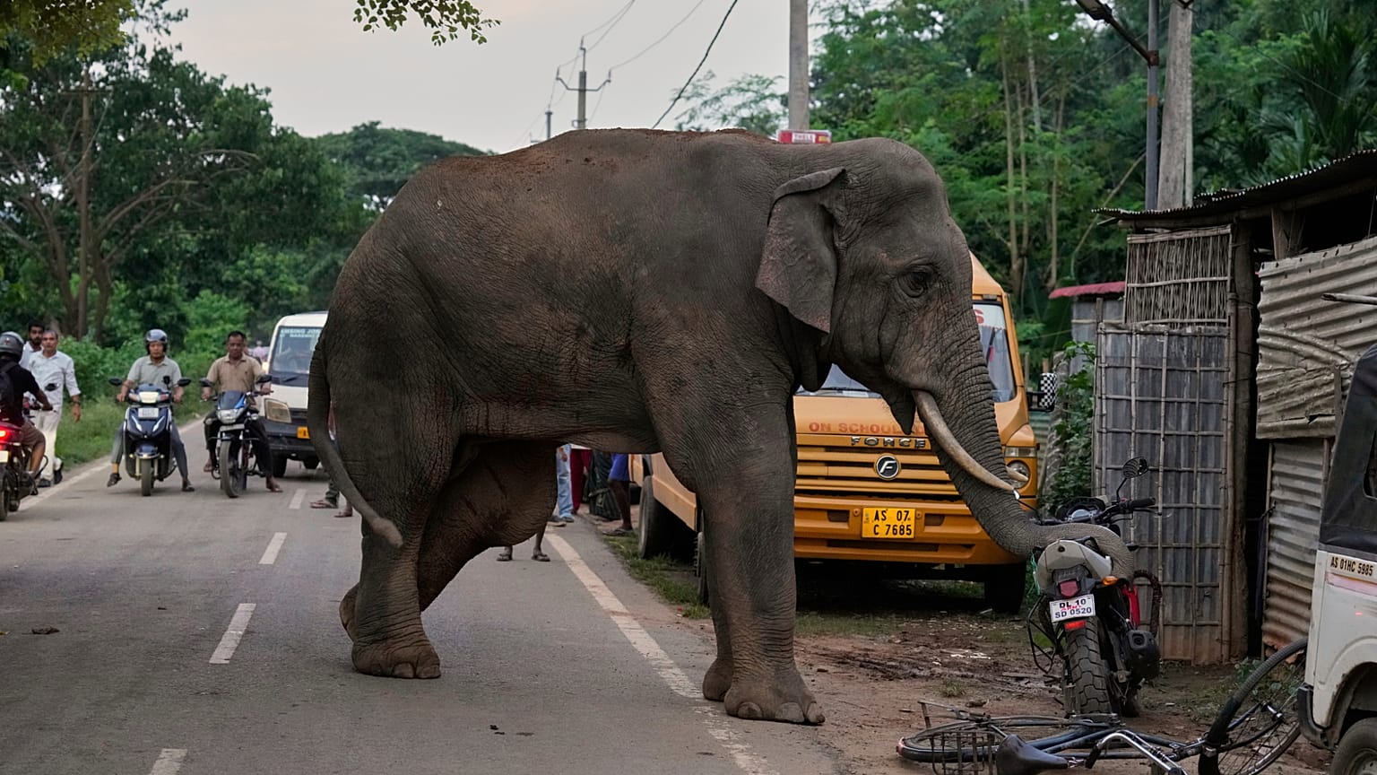 Ein verletzter männlicher Elefantenbulle schwingt seinen Rüssel um ein Motorrad auf einer Straße in der Nähe des Amchang-Wildschutzgebiets am Stadtrand von Guwahati, Samstag, 9. August 2025.