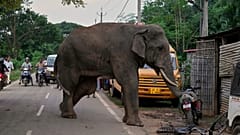 Ein verletzter männlicher Elefantenbulle schwingt seinen Rüssel um ein Motorrad auf einer Straße in der Nähe des Amchang-Wildschutzgebiets am Stadtrand von Guwahati, Samstag, 9. August 2025.