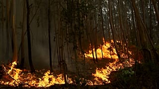 Una imagen de los recientes incendios de Portugal.
