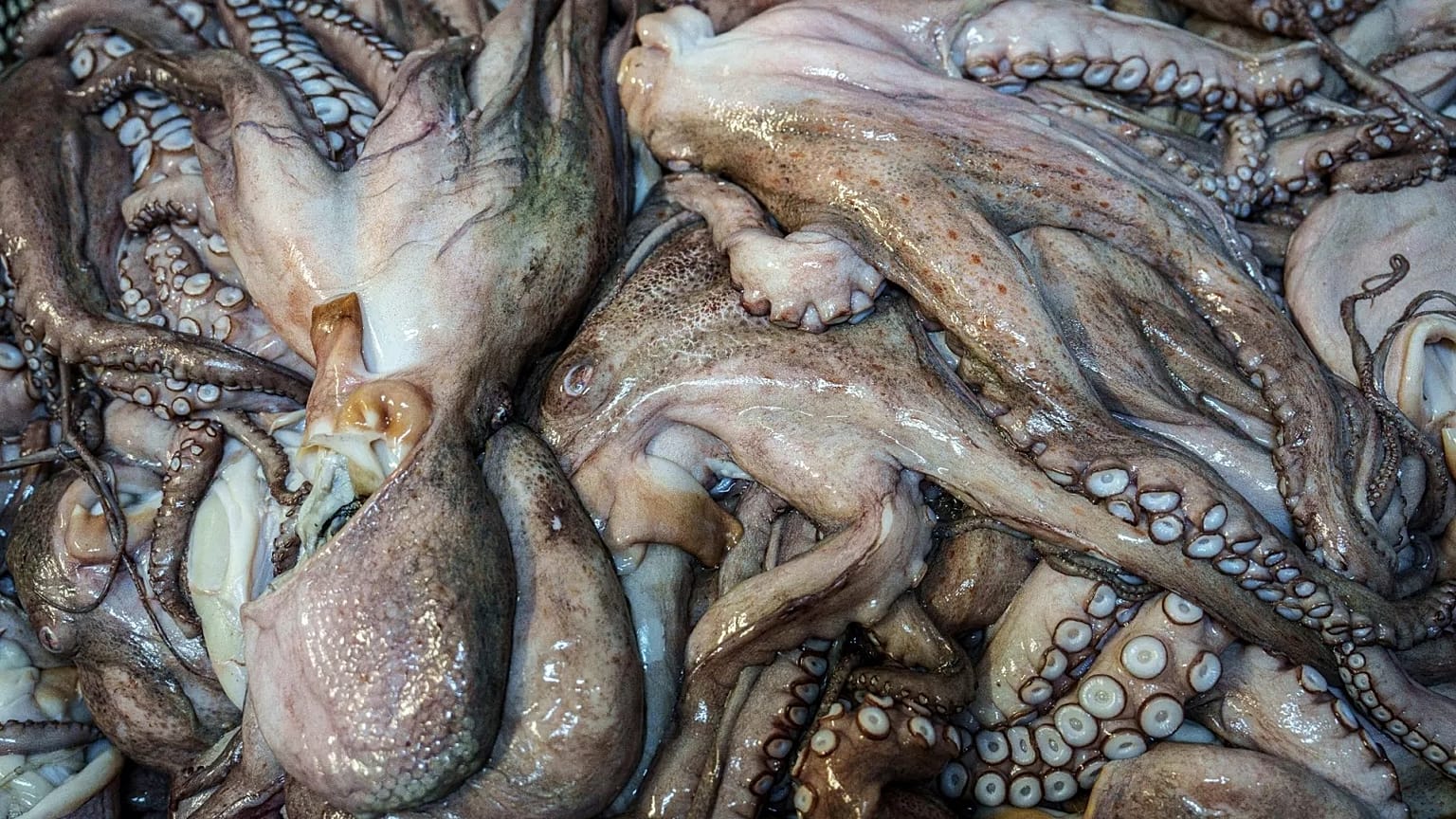 Des poulpes morts attendent d'être traités à Frigorificos Arcos SL à O Carballino, en Espagne.
