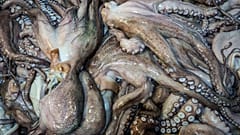 Des poulpes morts attendent d'être traités à Frigorificos Arcos SL à O Carballino, en Espagne.