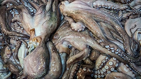 Dead octopuses await processing at Frigorificos Arcos SL in O Carballino, Spain.