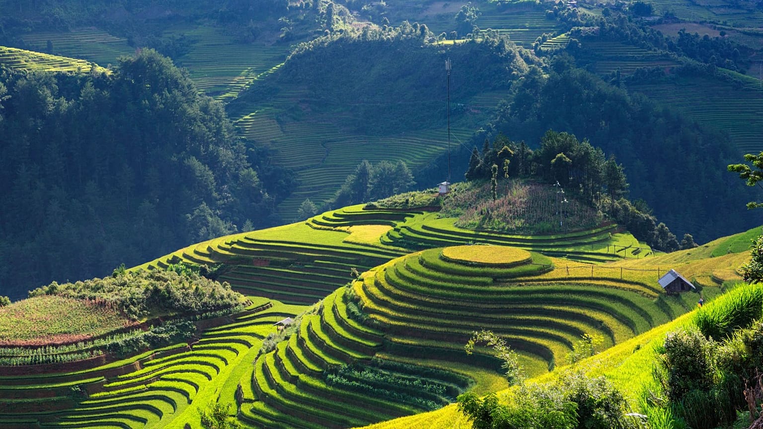 Vista aérea de unas terrazas de arroz en Vietnam.