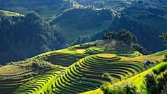 Vue aérienne de rizières en terrasses au Vietnam