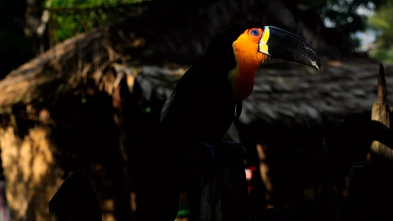 Um tucano empoleira-se na vedação de uma casa na comunidade indígena no Brasil. 
