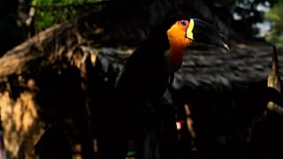Um tucano empoleira-se na vedação de uma casa na comunidade indígena no Brasil.
