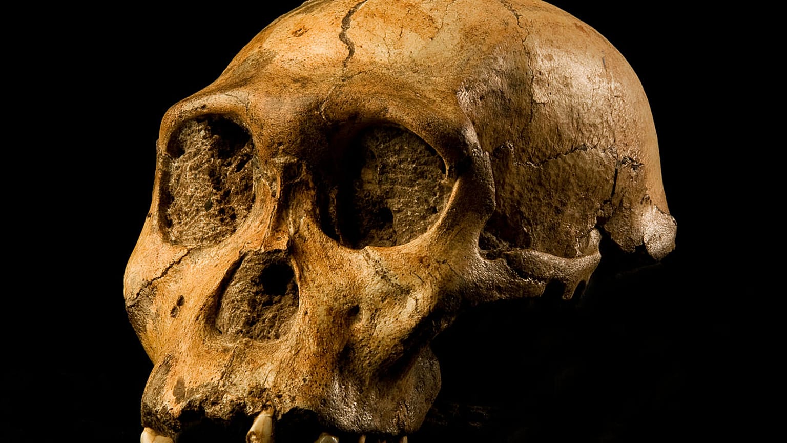 Australopithecus sediba türüne ait bir kalıntı.