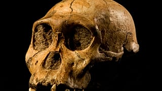 Australopithecus sediba türüne ait bir kalıntı.