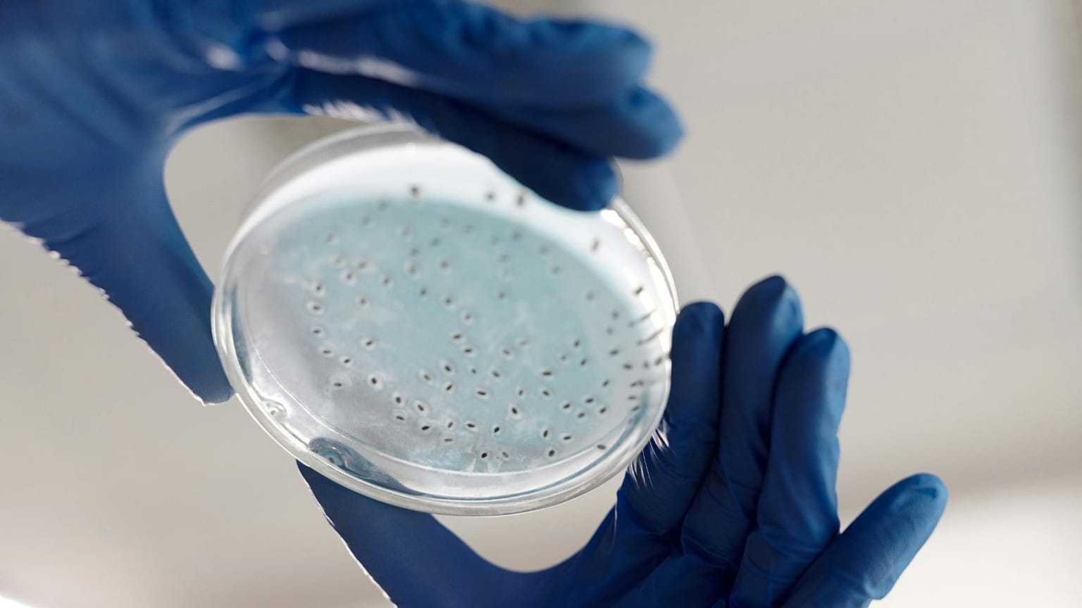 Un scientifique tient une boîte de Petri.