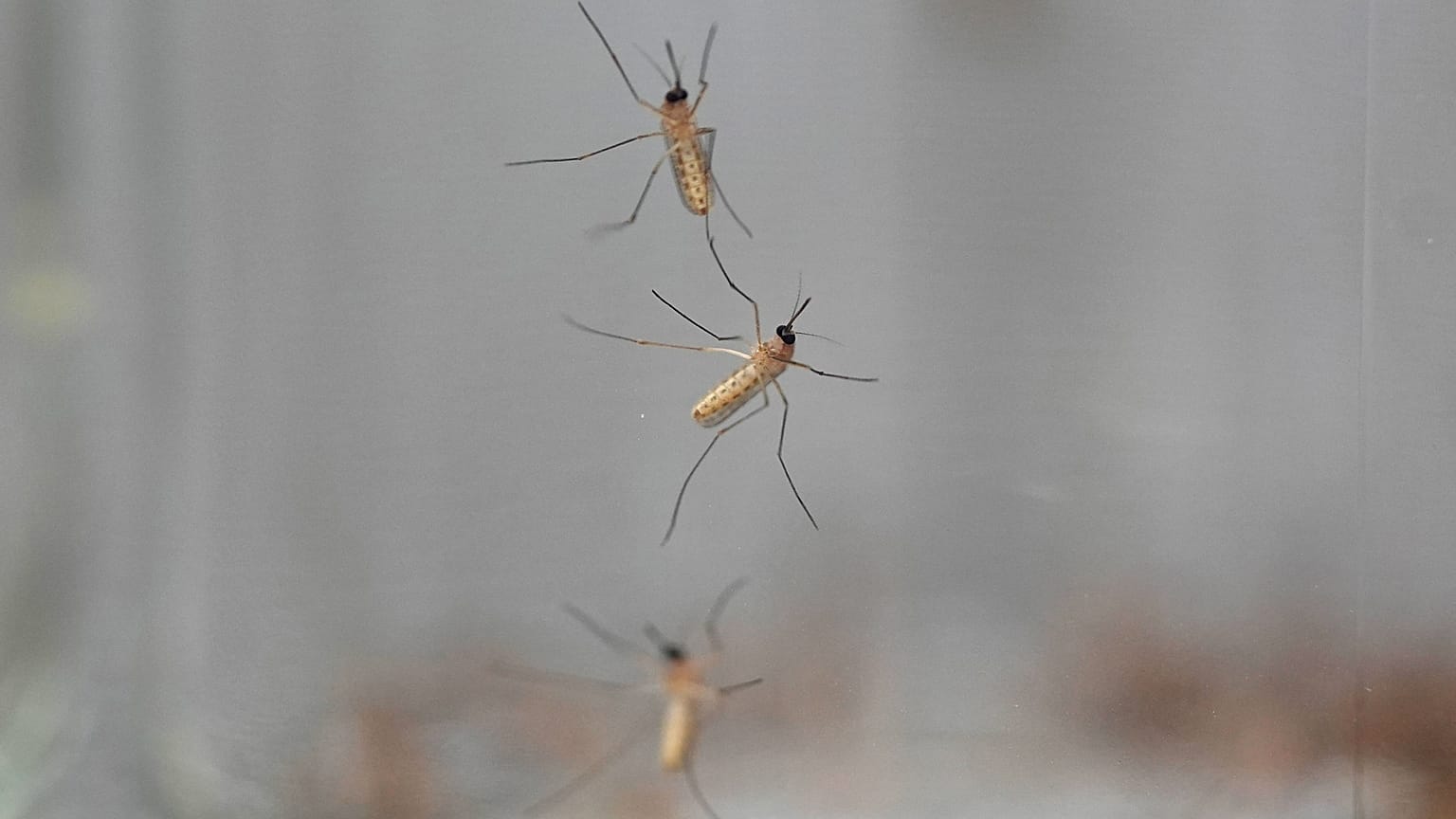 Mosquitos agarram-se ao interior de um frasco carregado de repelente em 2024.