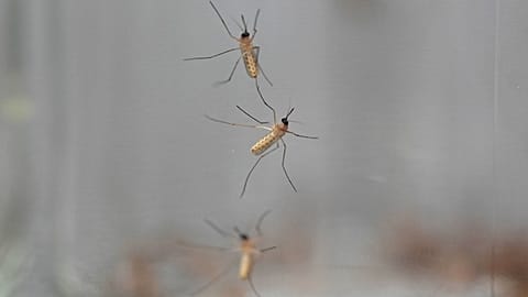 Mosquitoes cling to the inside of a jar loaded with repellent in 2024.