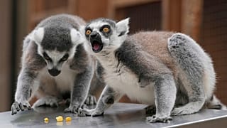 لمورهای دم‌حلقه‌ای بر روی ترازو نشسته‌اند در حالی که نگهبانان باغ‌وحش لندن در حال ثبت آمار حیاتی حیوانات در وزن‌کشی سالانه هستند، لندن، سه‌شنبه، ۱۹ اوت ۲۰۲۵.
