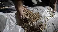 Members of the Syrian security forces inspect Captagon pills inside a military headquarters on the outskirts of Damascus, 7 January, 2025