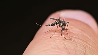 O mosquito tigre asiático é mostrado no dedo de uma pessoa.