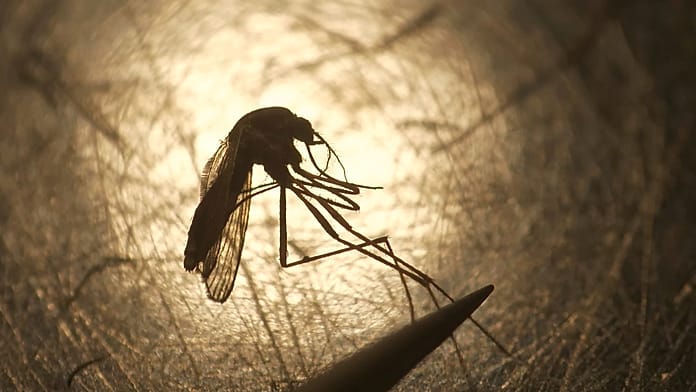 In Italia è record di contagi dal virus West Nile