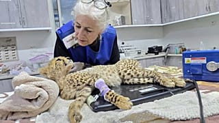 Uno dei 10 cuccioli di ghepardo salvati dal commercio illegale di animali domestici riceve le cure del Cheetah Rescue and Conservation Centre.