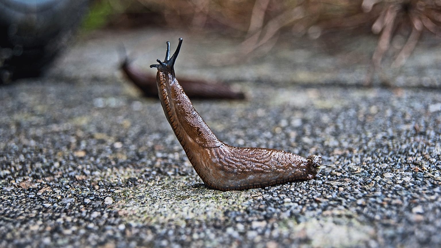 Eine Nacktschnecke hat einem ganzen Mehrfamilienhaus in Schwabach die Nacht zur Hölle gemacht.