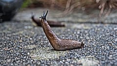 Eine Nacktschnecke hat einem ganzen Mehrfamilienhaus in Schwabach die Nacht zur Hölle gemacht.