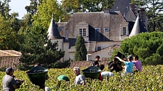Des ouvriers ramassent des raisins rouges dans les vignobles du célèbre Château Haut-Brion, dans la région bordelaise, en France, le lundi 7 octobre 2013