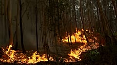 Fogos florestais em Portugal