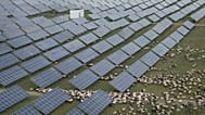 Tibetan sheep graze at a solar farm in Hainan prefecture of western China's Qinghai province.