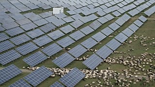Pecore tibetane pascolano in una fattoria solare nella prefettura di Hainan, nella provincia cinese occidentale del Qinghai.