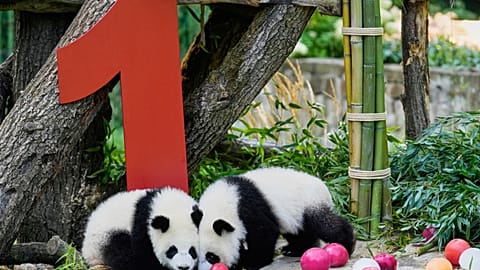 توأم الباندا الأحدث في برلين، ليني ولوتي، يحتفلان بعيد ميلادهما الأول، الثلاثاء 22 أغسطس/ آب.