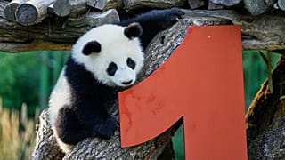 One of the giant panda cub twins Leni or Lotti plays at the Panda Garden during their first birthday party at the Zoo in Berlin, Germany, Friday, Aug. 22, 2025.