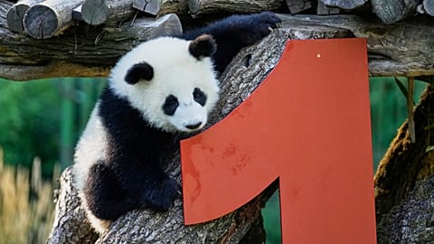 Один из гигантских панд-близнецов, Лени или Лотти, играет в Саду панд во время празднования своего первого дня рождения в зоопарке в Берлине, Германия, в пятницу, 22 августа 2025 года.