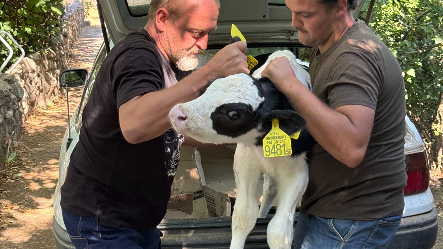 Les vaches meurent dans l'eau du diesel