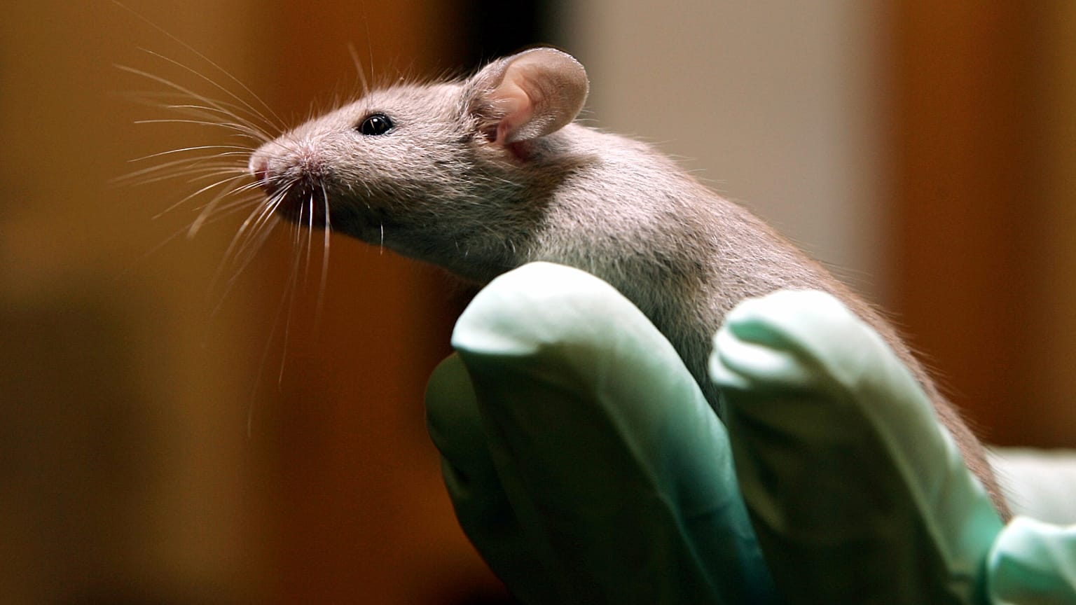 Ratón de laboratorio (foto de archivo 2006)