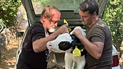 Животные умирают из-за отравленной дизельным топливом воды