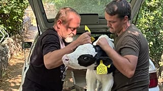 Животные умирают из-за отравленной дизельным топливом воды