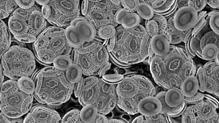 Coccolithophore