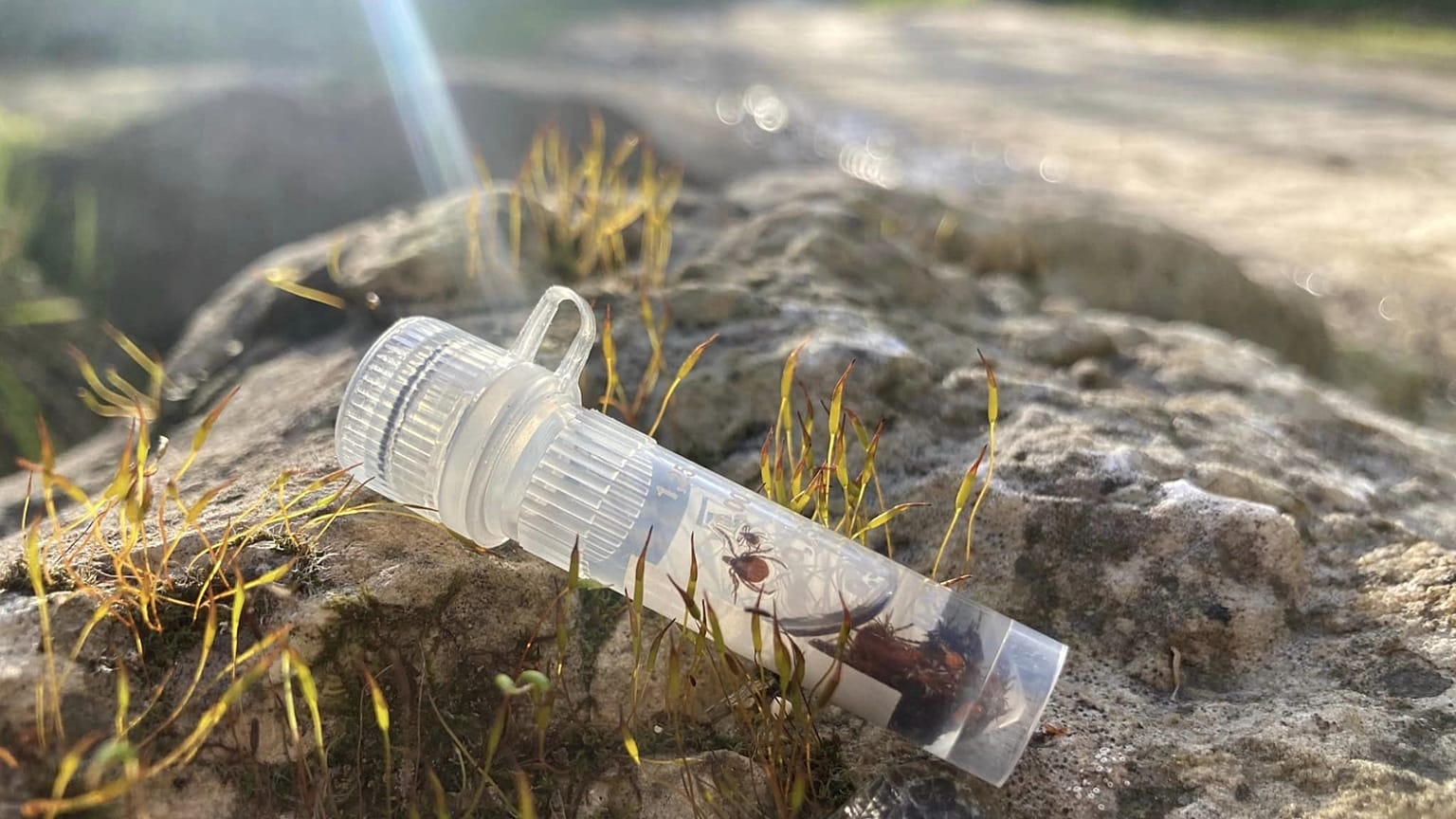 A kutatók által begyűjtött kullancsok egy műanyag tárolóban
