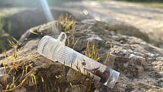 A kutatók által begyűjtött kullancsok egy műanyag tárolóban