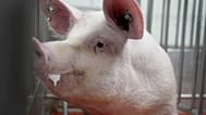 Un cerdo en un corral de una granja de investigación en EE.UU. el 29 de mayo de 2024.
